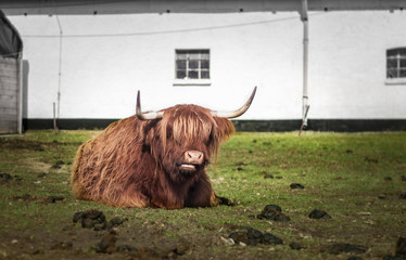 Galloway