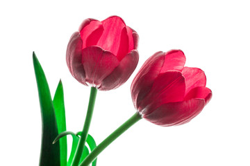 couple of amazing red tulips, white background. closeup, studio shot
