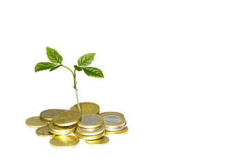 Entrepreneurship - Konzept - Pflanze wächst aus einem Geldhaufen, freigestellt vor weißem Hintergrund