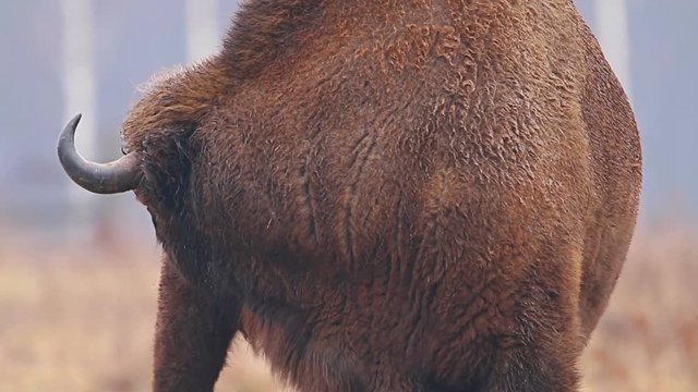 Wild Bison in the forest. European bison (Bison bonasus). It is one of two species, alongside the American bison.