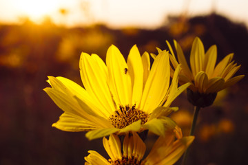 Woodland sunflowers growing at sunset on the Minnesota prairie