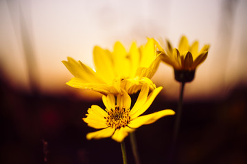 Obraz premium Woodland sunflowers growing at sunset on the Minnesota prairie