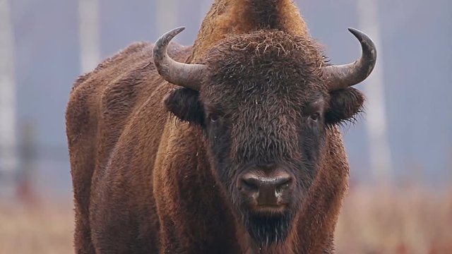 Wild Bison in the forest. European bison (Bison bonasus). It is one of two species, alongside the American bison.