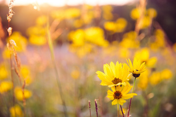 Fototapeta premium Woodland sunflowers growing at sunset on the Minnesota prairie