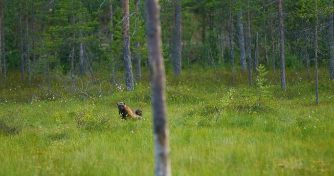Adult wild wolverine walking free in the forest