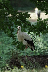 Cigogne dans son nid