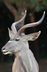 Portrait de Kudu mâle