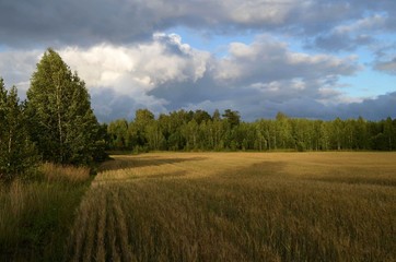 Лес и поле во время дождя