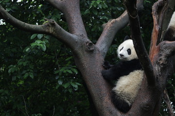 Obraz premium Baby Panda on the Tree, Chengdu, China