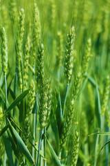green wheat field