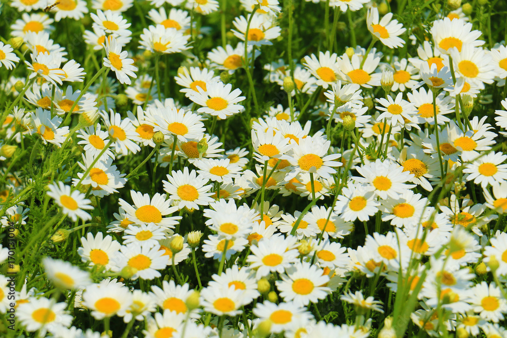 Wall mural matricaria chamomilla flowers on meadow, selective focus