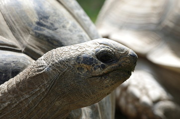 Portrait de tortue géante