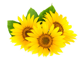 Three sunflowers with leaves isolated on white background