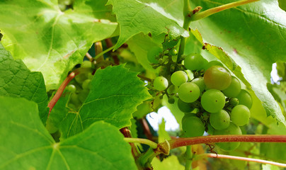 Grapes with green leaves on the vine