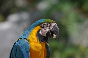 Portrait d'Ara bleu et jaune