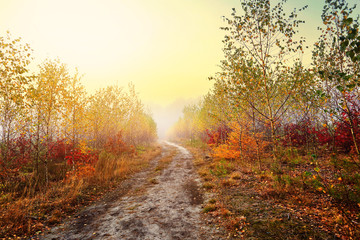 Autumn countryside path on a colorful clearing