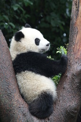 Fototapeta premium Panda Cub in Chengdu