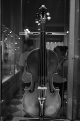 violino 
