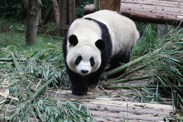 Obraz na płótnie Canvas Panda Cub in Chengdu