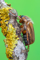 Amphimallon solstitiale
