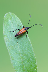 Stenurella bifasciata - longhorn beetle