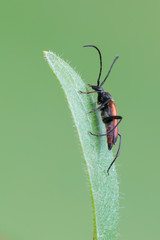 Stenurella bifasciata - longhorn beetle