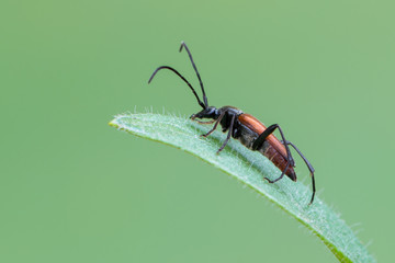 Stenurella bifasciata - longhorn beetle