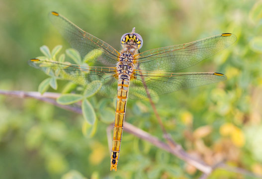 Dragonfly photographed in their natural environment.