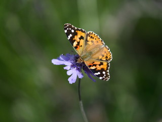 Obraz premium OLYMPUS DIGITAL CAMERA