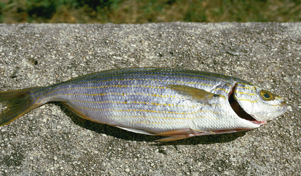 Raw fish Sarpa salpa