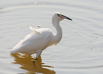 Little egret with fish in beak