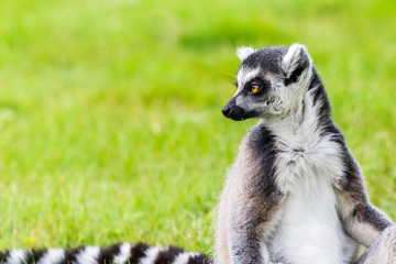 Naklejka na ściany i meble Ring-tailed lemur glances back over its striped tail