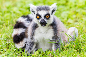 Portrait of a Ring-tailed lemur