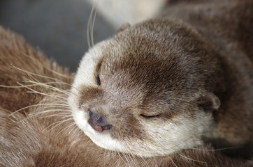 Loutre dormant sur le ventre de sa mère