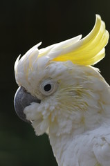 Portrait de cacatoès