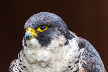 Portrait of a peregrine falcon