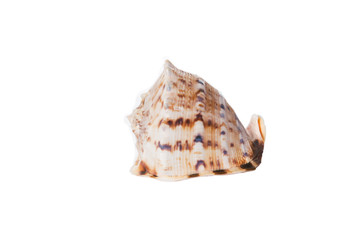 Sea shell isolated on a white background