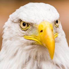 Square crop portrait of a Bald Eagle