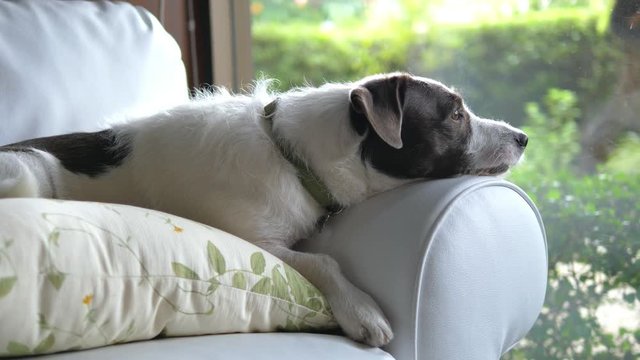 Cute Dog Relaxing On Sofa. 4K. 