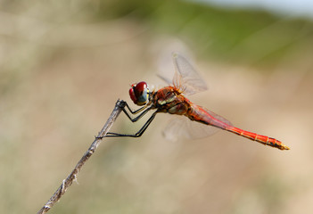 Heidelibelle