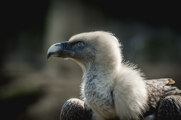 Big bird Griffon vulture