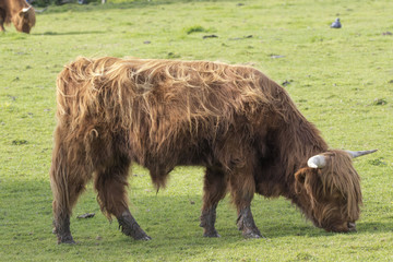 highland cow, coo, cattle