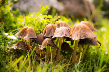 Colorful autumn garden. Picturesque foothills and green lawn