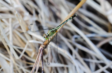 Closeup Green Dragonfly on a grass on the brown branch