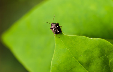 Closeup of black insect on green leaf