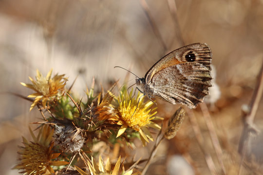 Pyronia cecilia