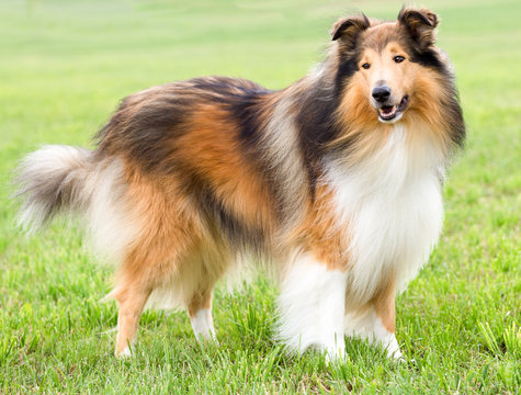 Sch&ouml;ner dark-sable Langhaar-Collie-R&uuml;de