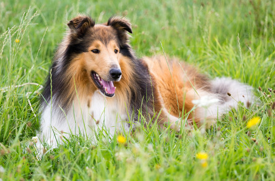 Collie-R&uuml;de in dark-sable 