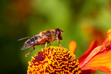 hoverfly pollinating a rudbeckia flower