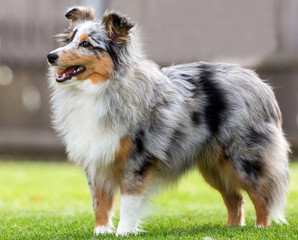 Wunderschöne junge Sheltie-Hündin im Garten